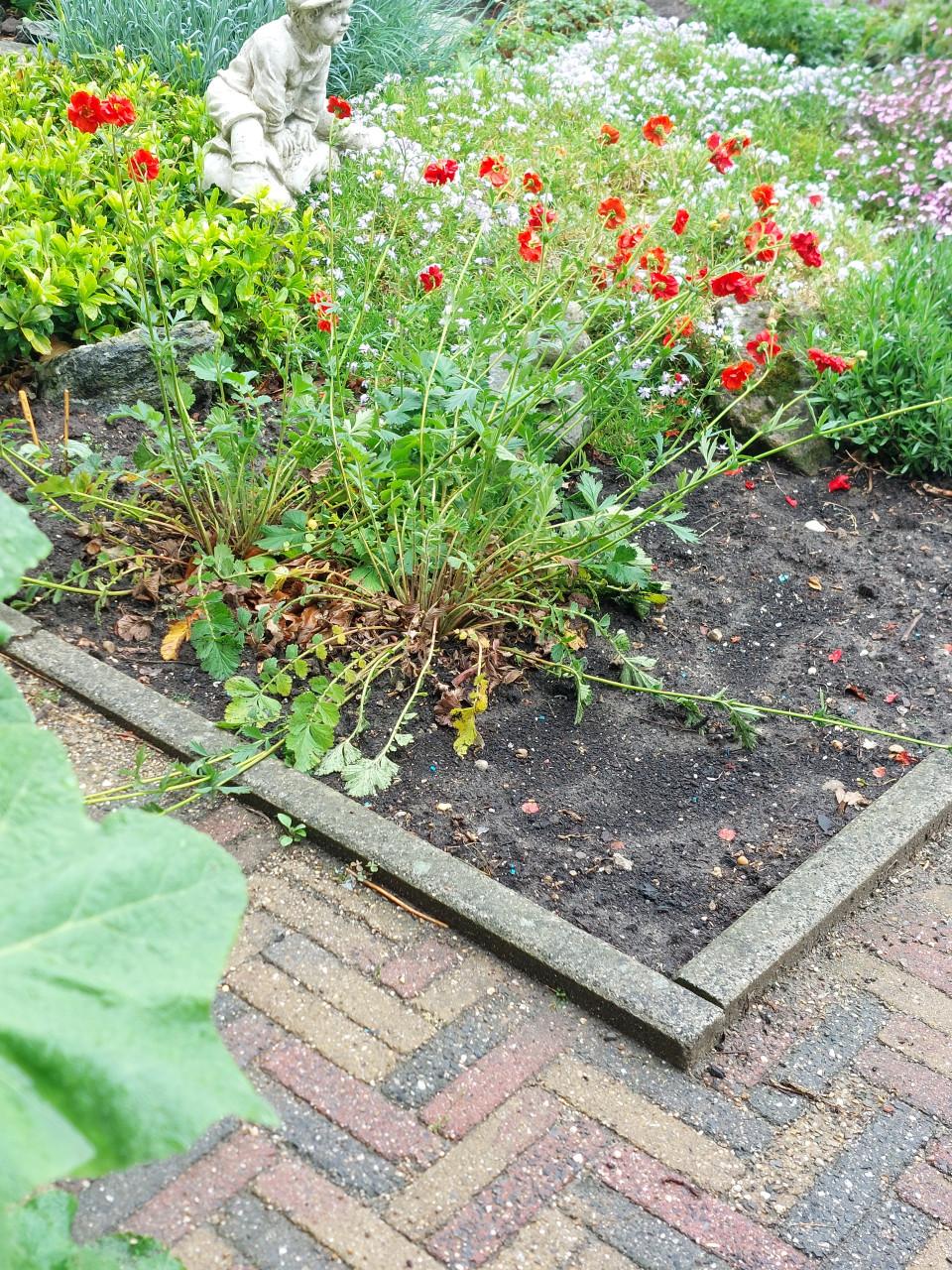 LAATSTE WEEK: SEIZOENS UITVERKOOP ALLE PLANTEN BIJ DE VOORDEUR: €1.00/st