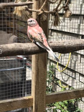 Jonge opaline (roze) bourke