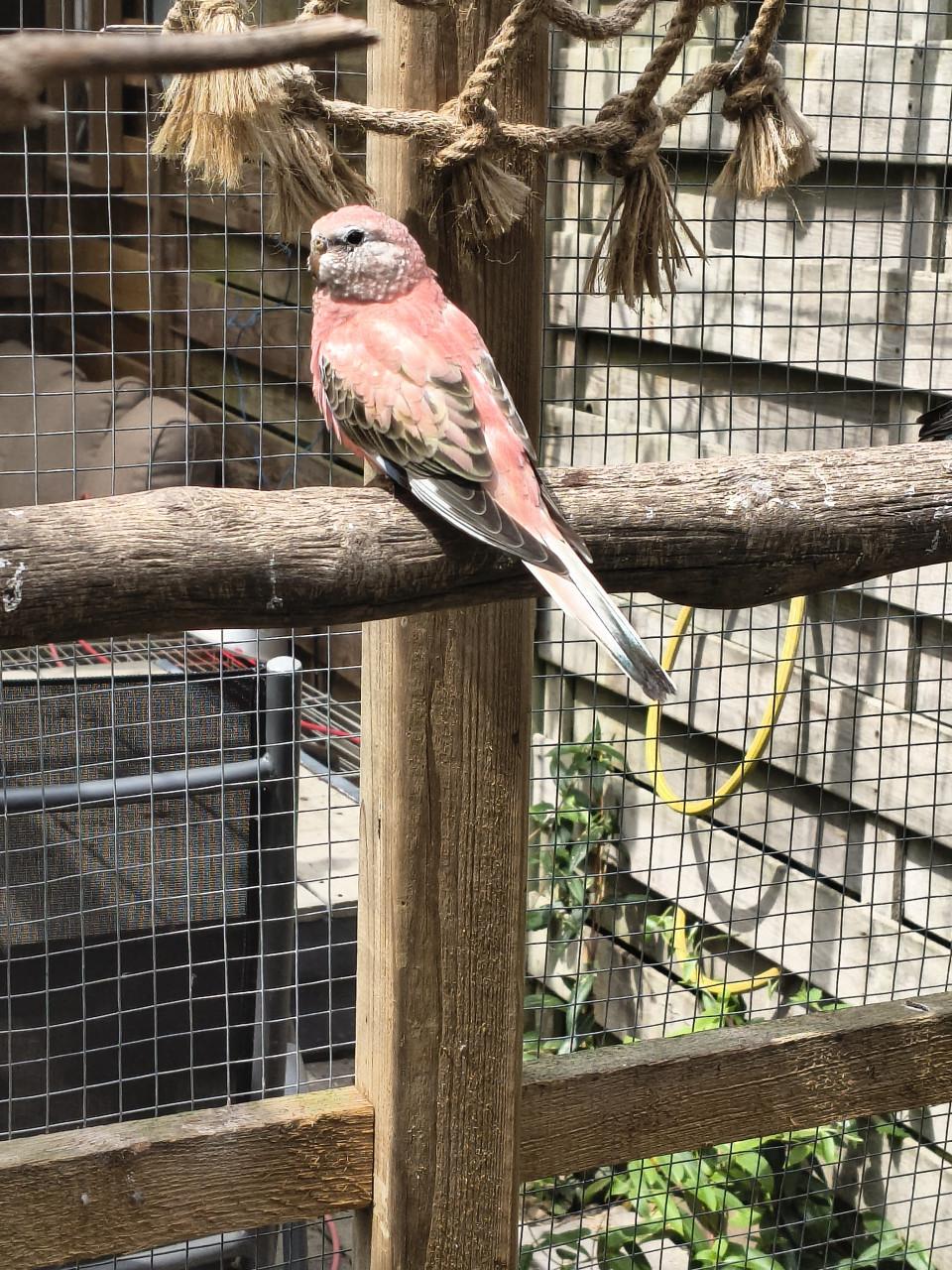 Jonge opaline (roze) bourke