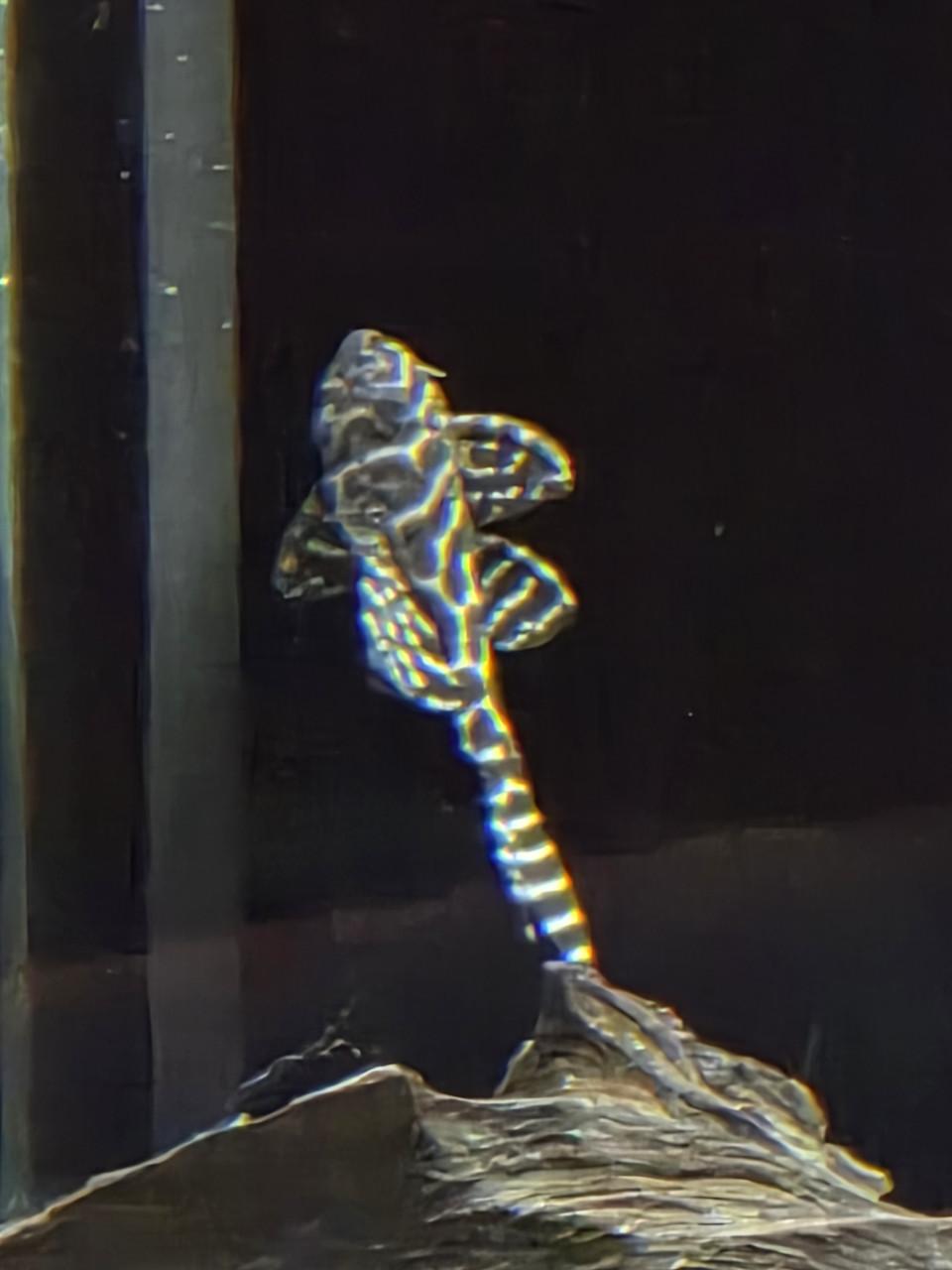 L-nummers en Botia's