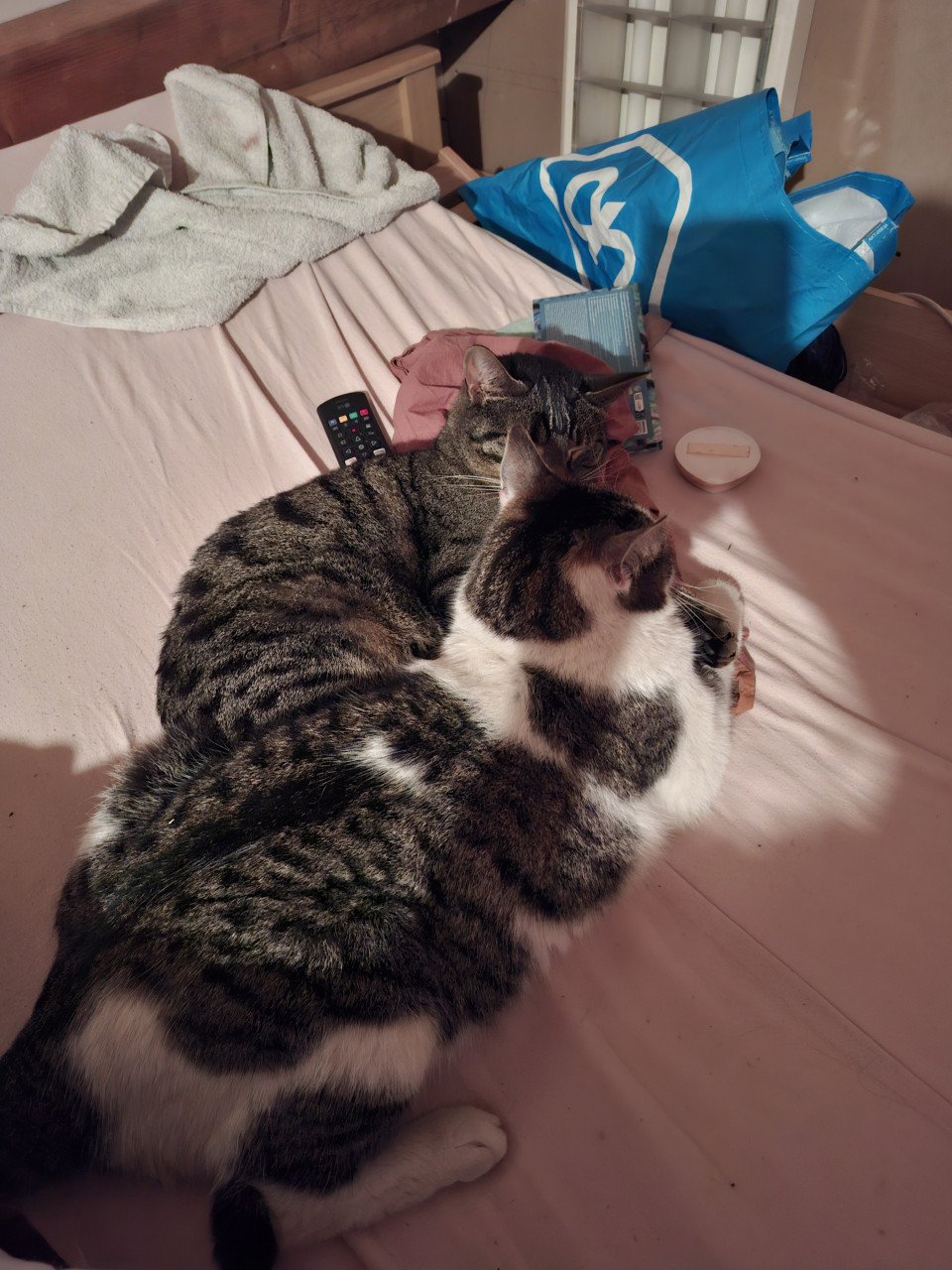 Katten