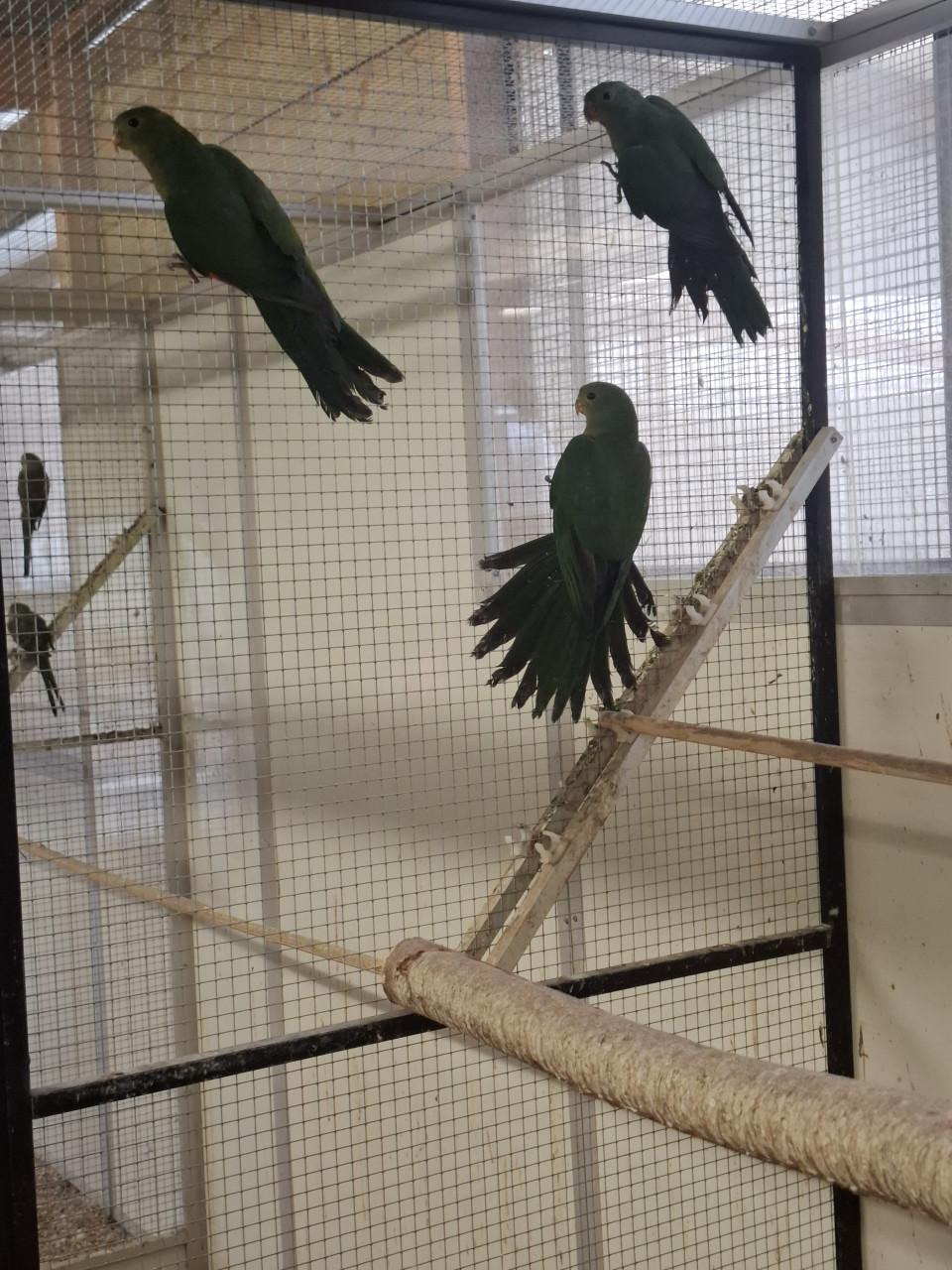 3 koningsparkieten 2025