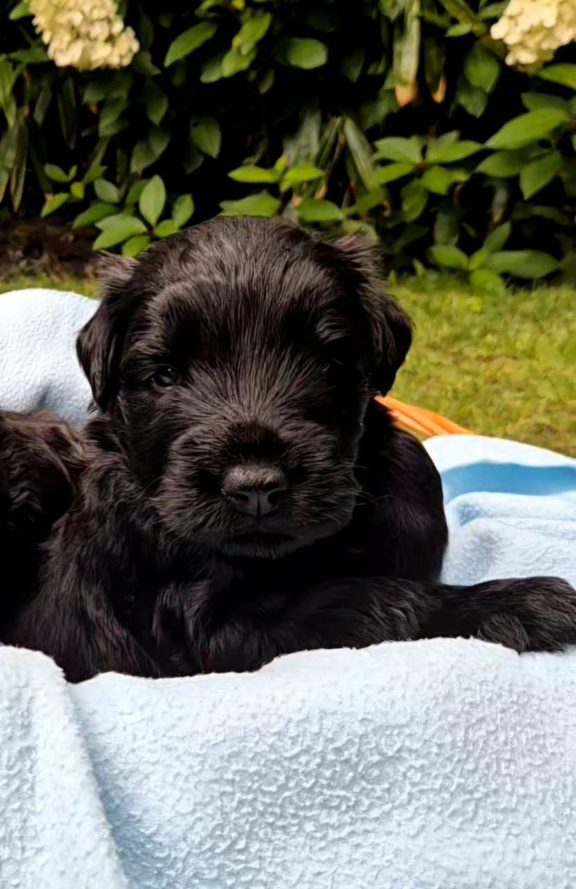 Bouvier pup