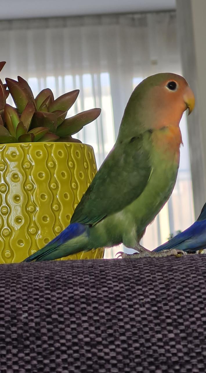 Agapornis Roseicollis (dwergpapegaai)