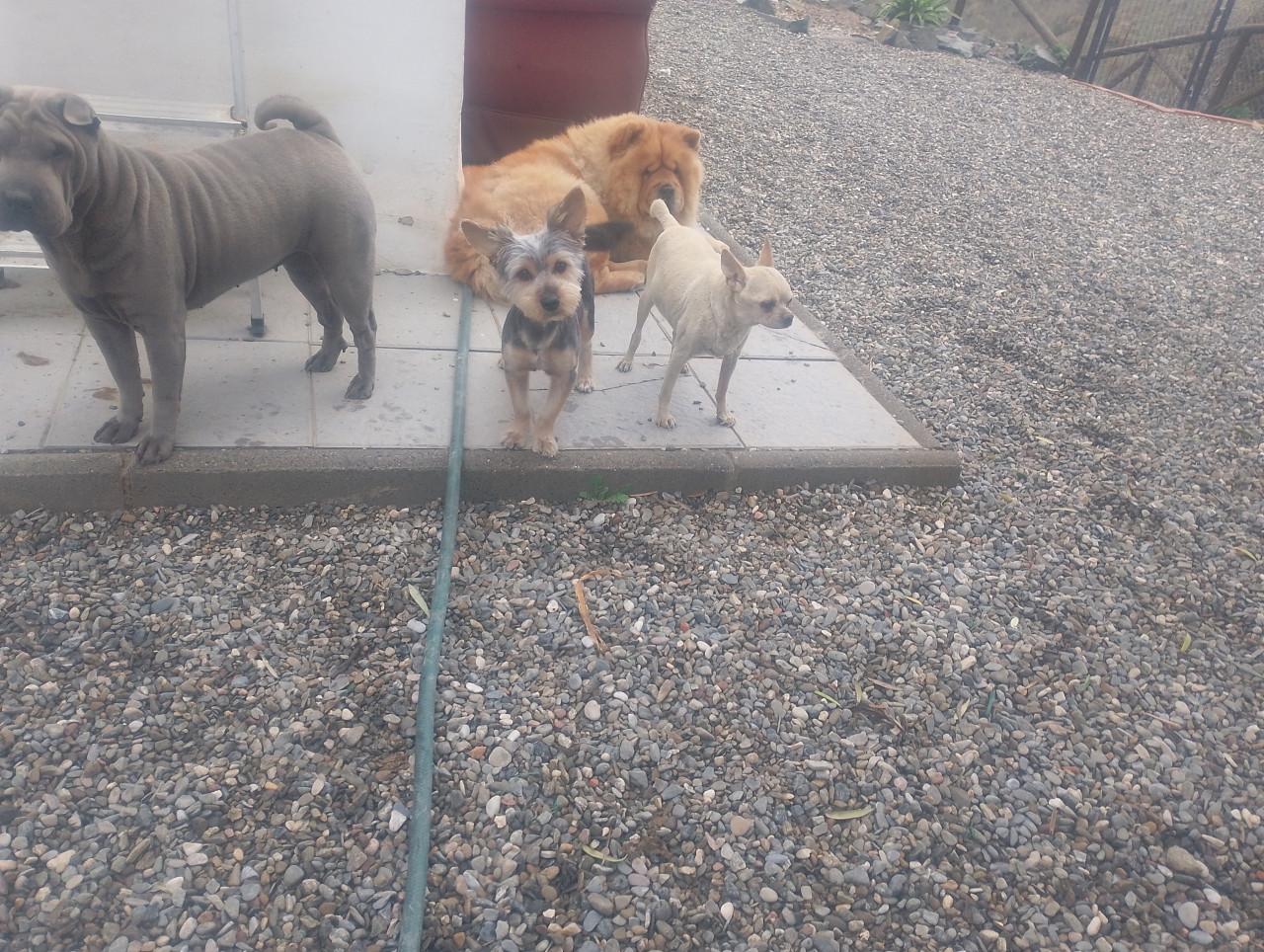 Alora Dog Rescue: Donny, deze lieverd zoekt een baasje