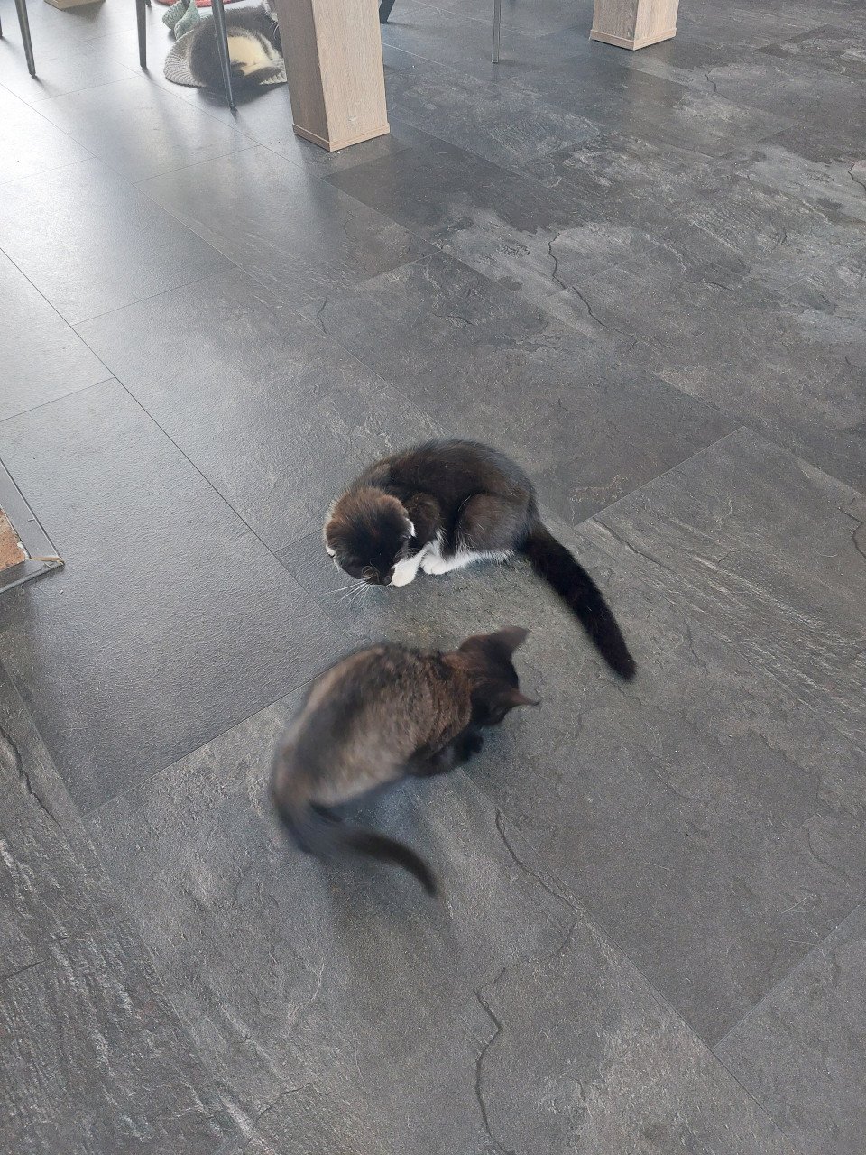 Katertjes