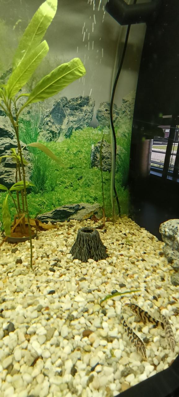 Juwel Rio 180 aquarium