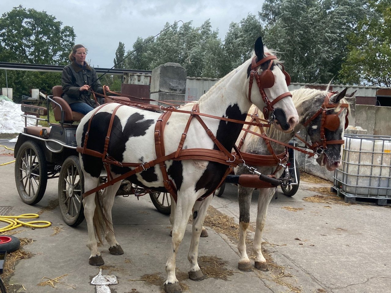 Verzorg(st)er gezocht – twee Barock Pinto merries – omgeving Hulst