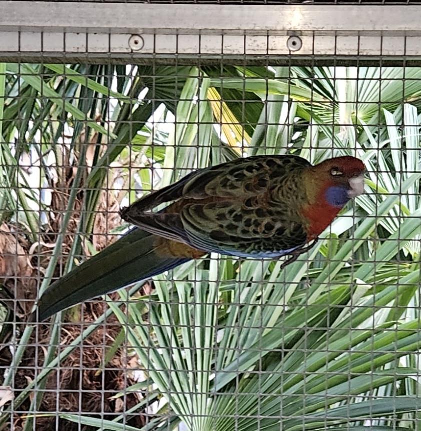 Rosella 's