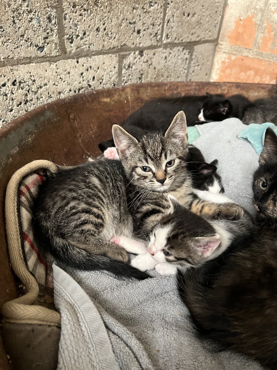 Lieve boerderij kittens gratis.