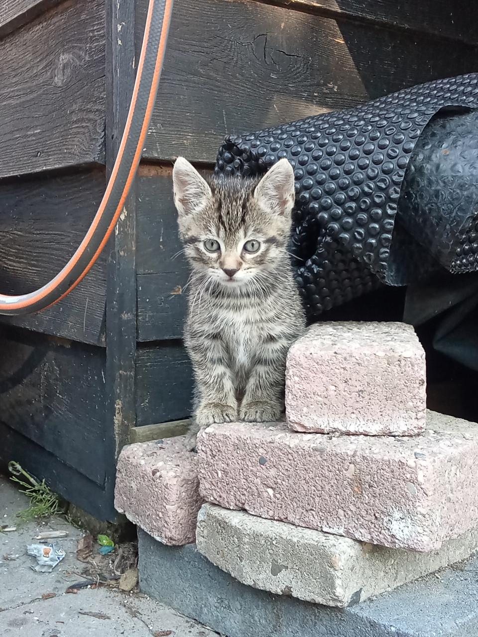 Kittens zoeken gouden mandje 👸