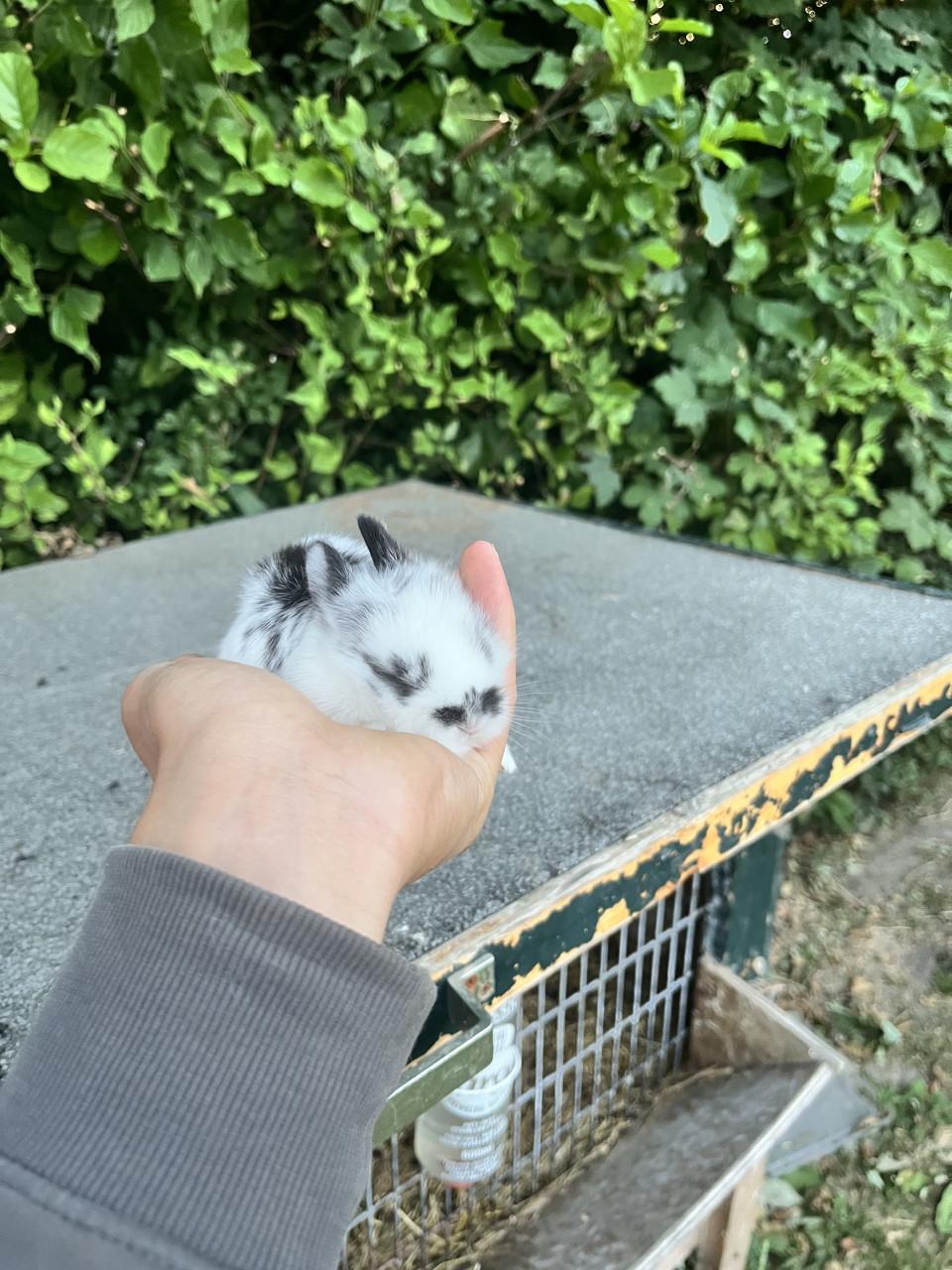 Baby konijntjes