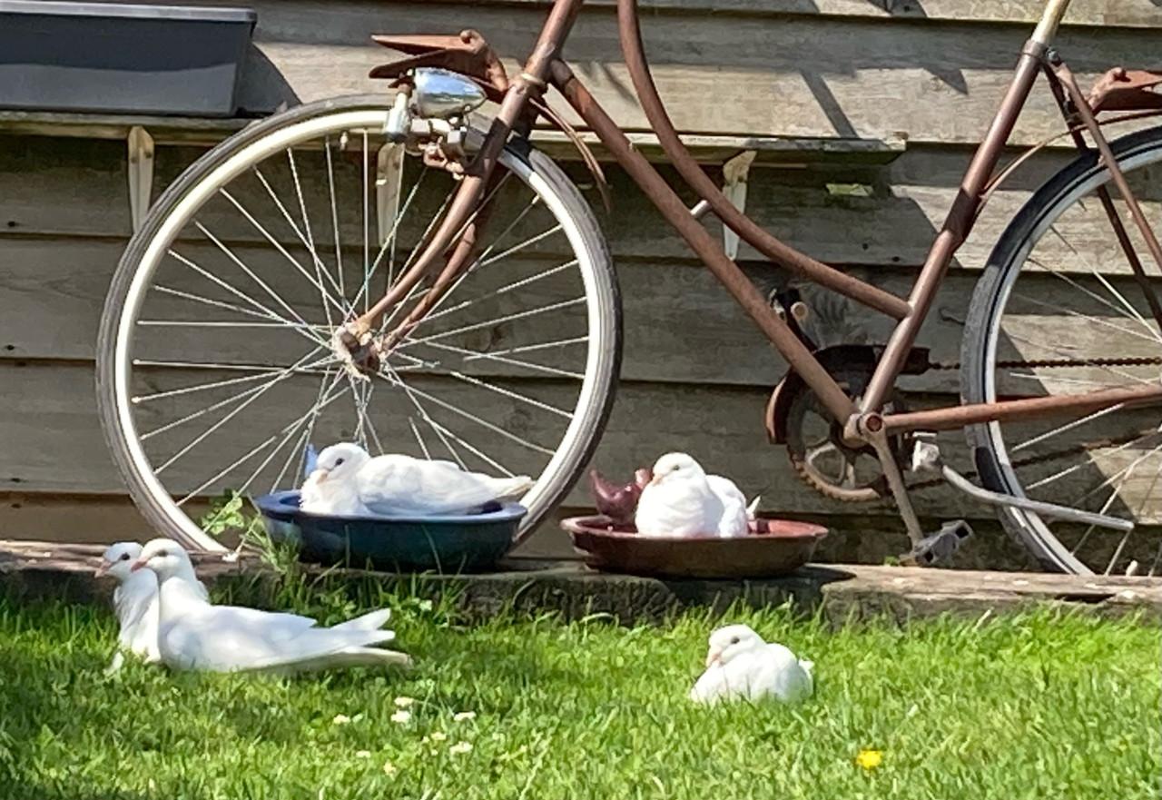 Witte duiven voor trouwfeest