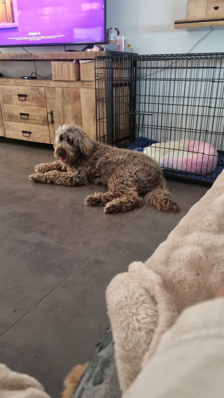 Labradoodle