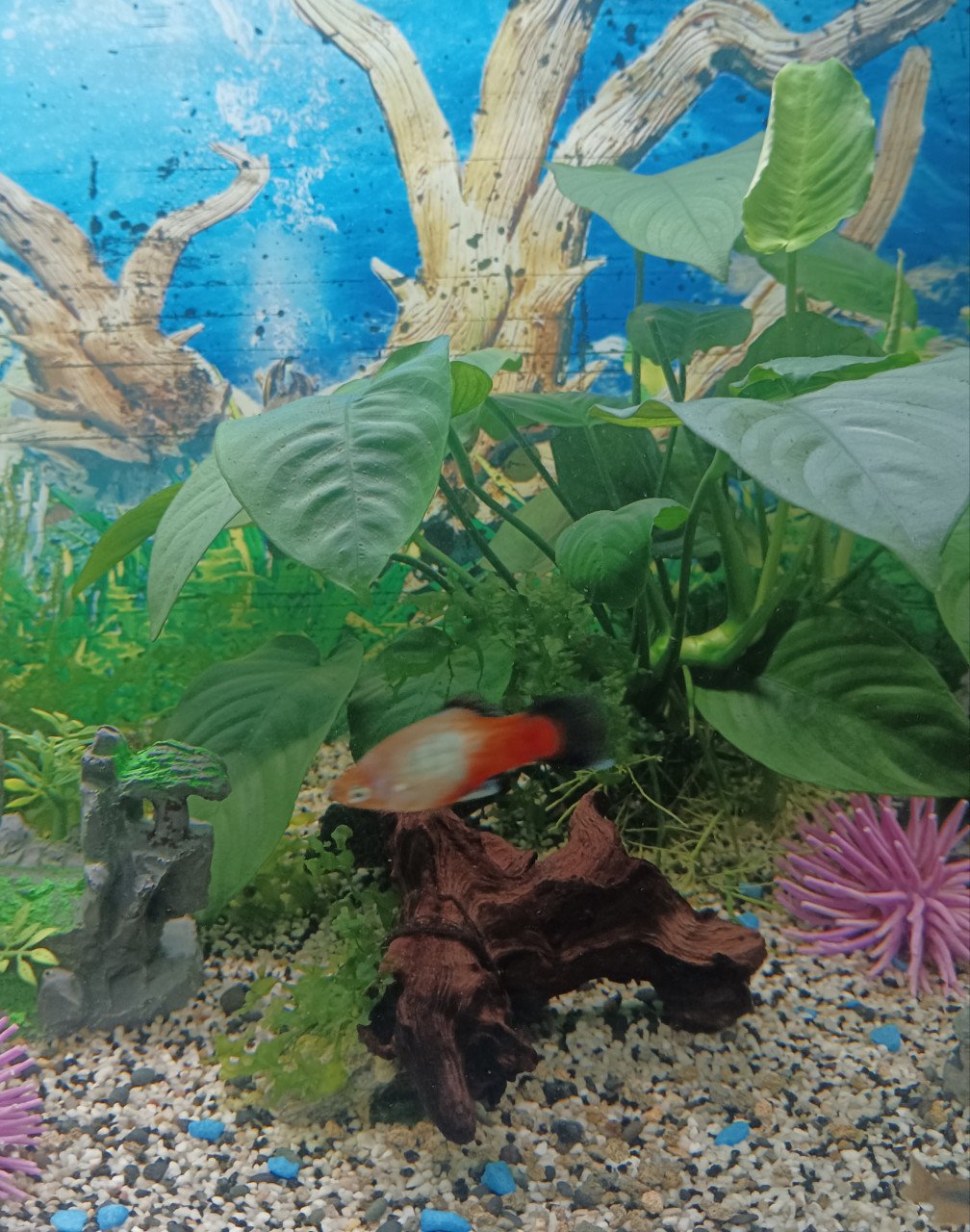 Platys