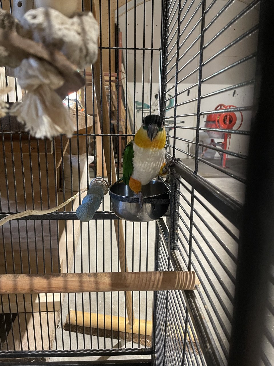 Koppel tamme zwartkopcaique’s