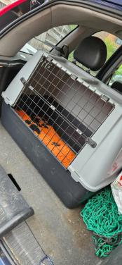 Lichtgewicht autobench hond