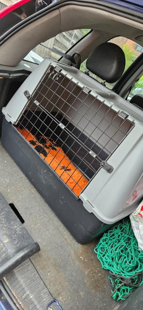 Lichtgewicht autobench hond