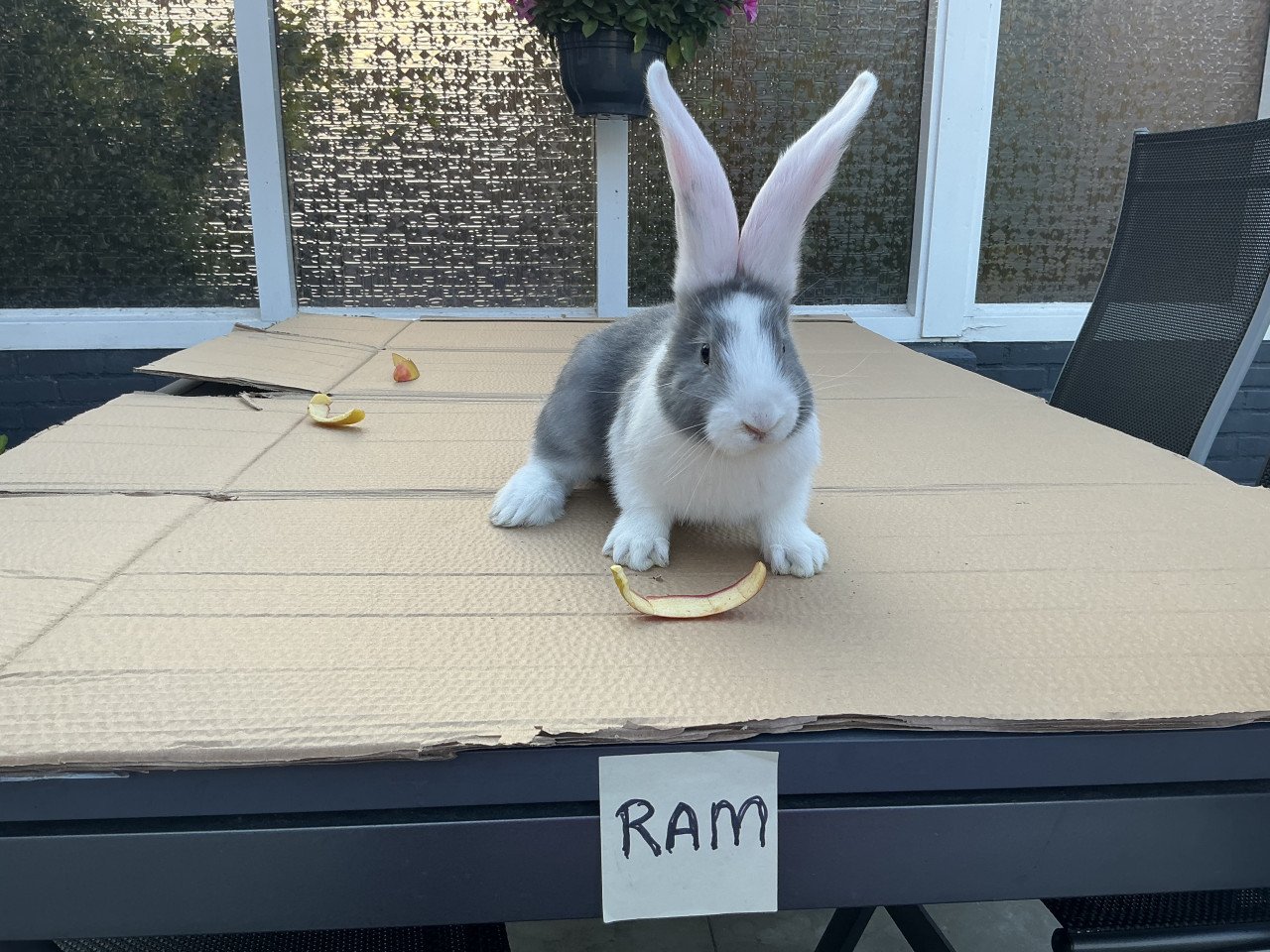Te koop: raszuivere jonge Duitse reuzen