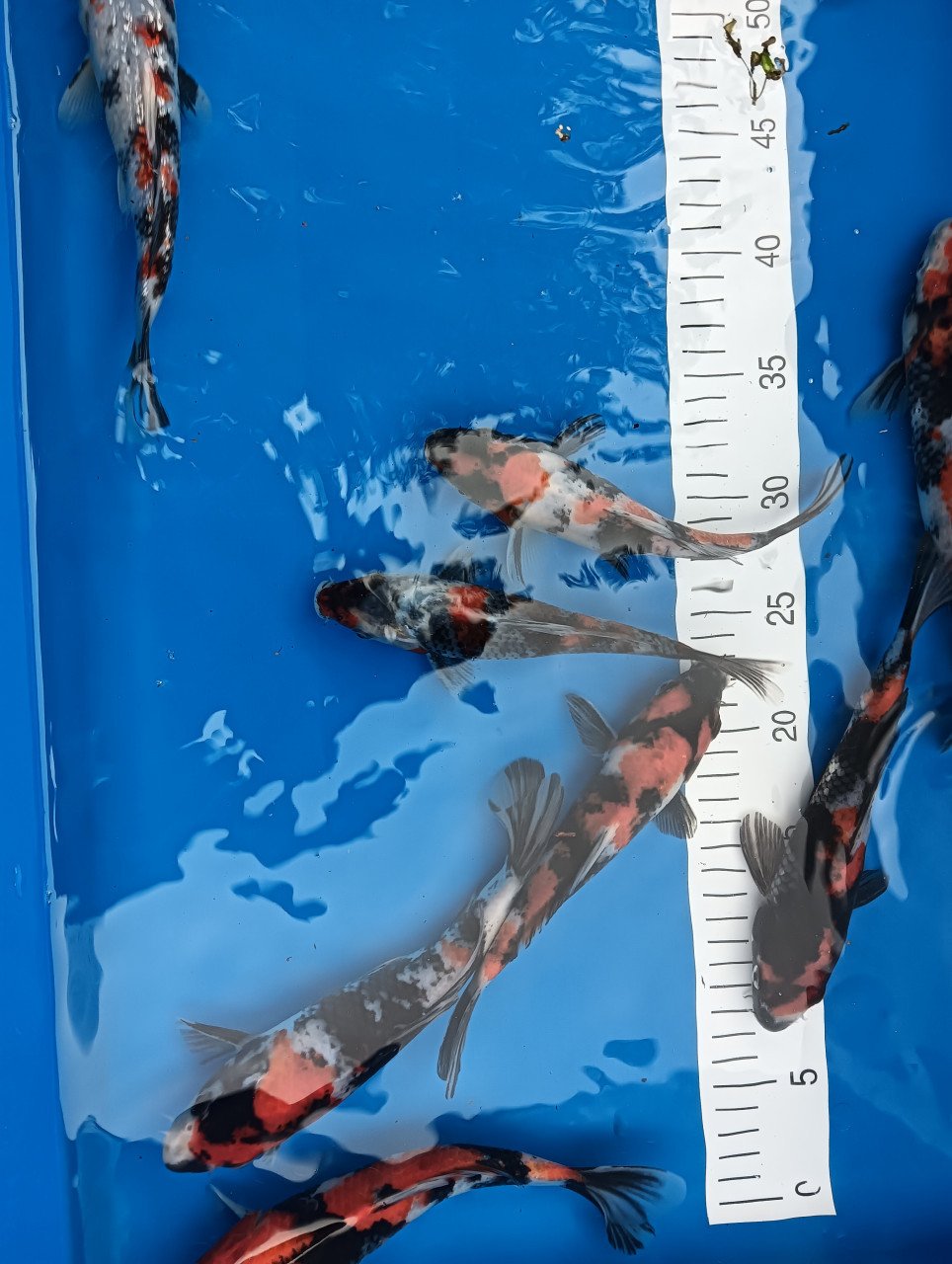 Japanse koi! Tosai showa