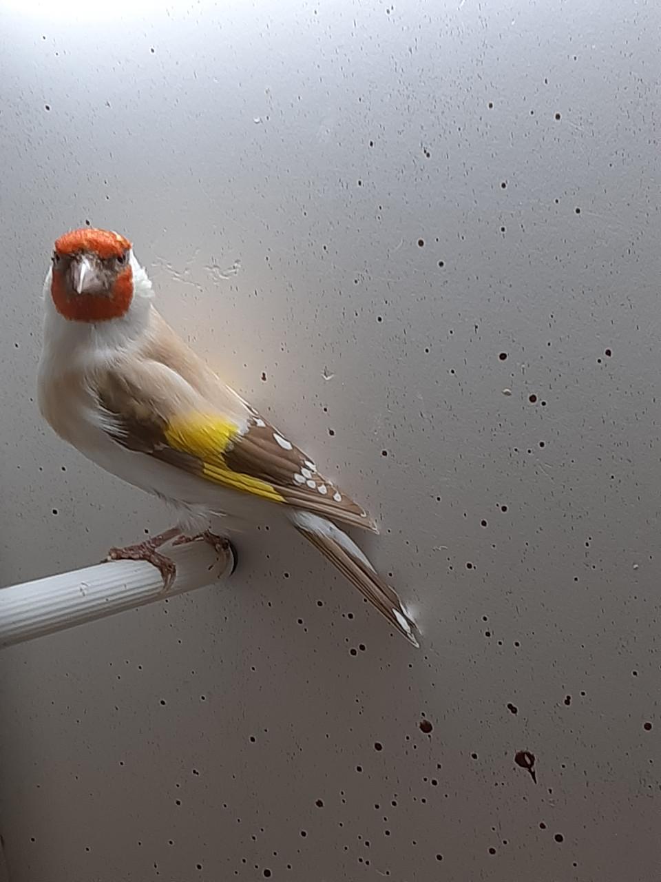 2 koppels putters en losse pop