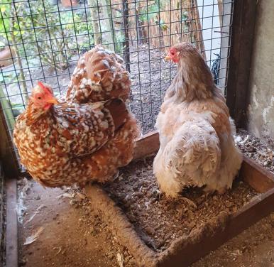 Kippen hanen legkippen eieren