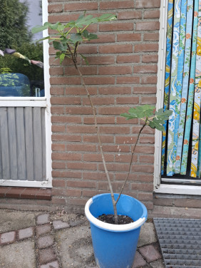 Flinke jonge vijgenboom