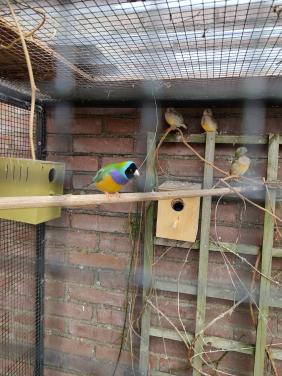 Gouldamadines