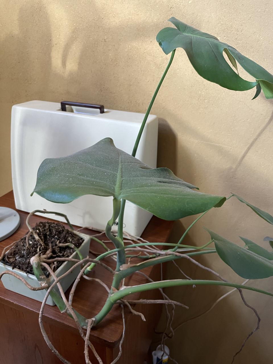 Kamerplant Gratis (Monstera)
