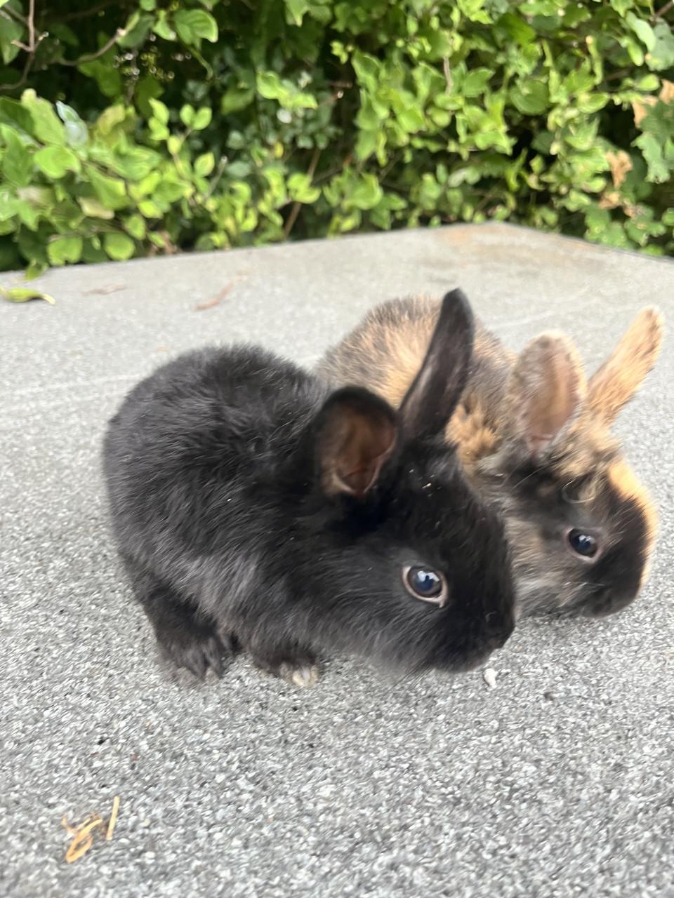 Baby konijntjes