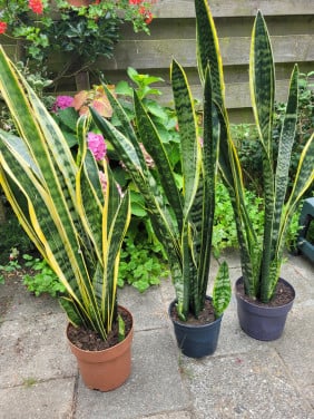 Sansevieria kamerplant