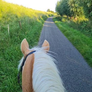 Paard