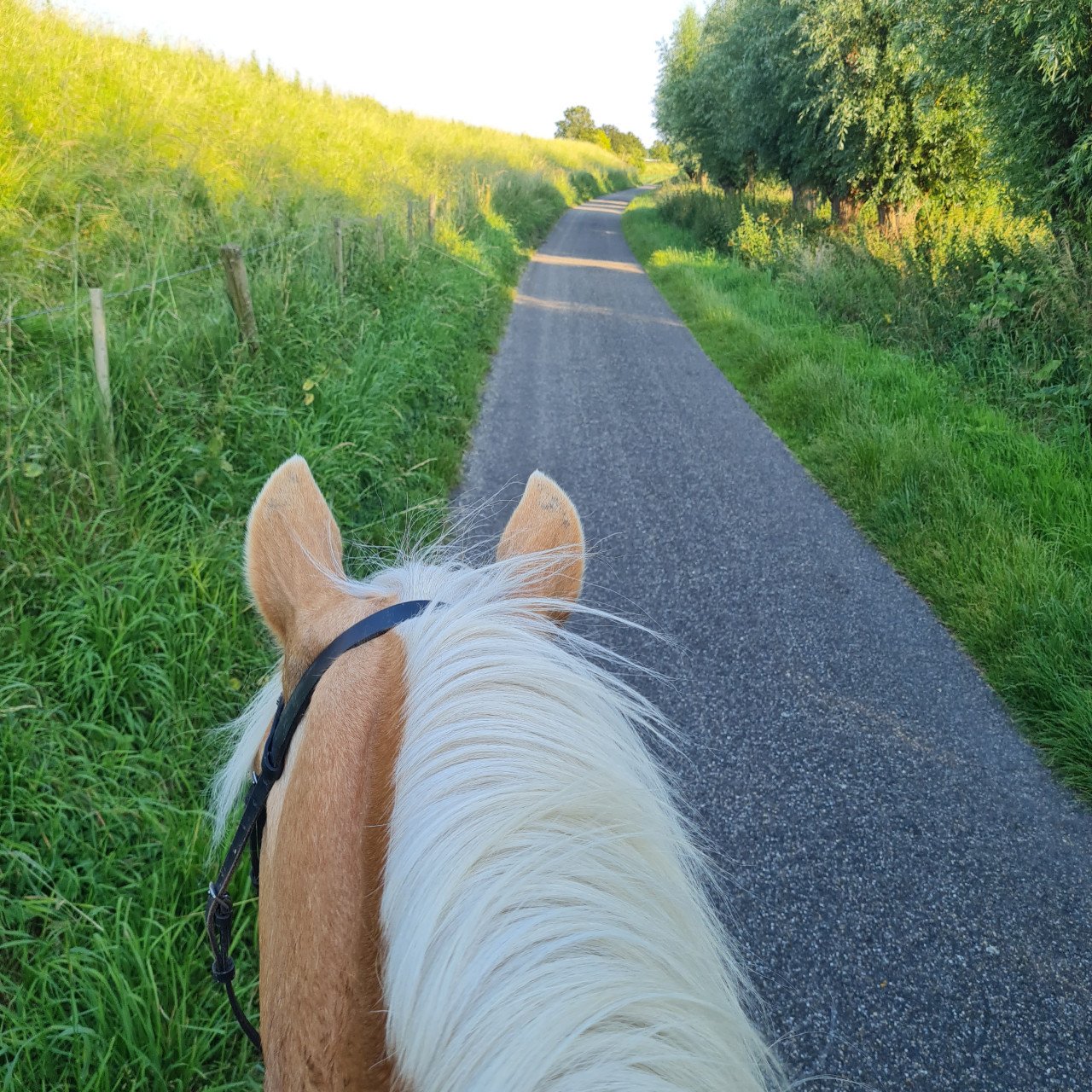 Paard