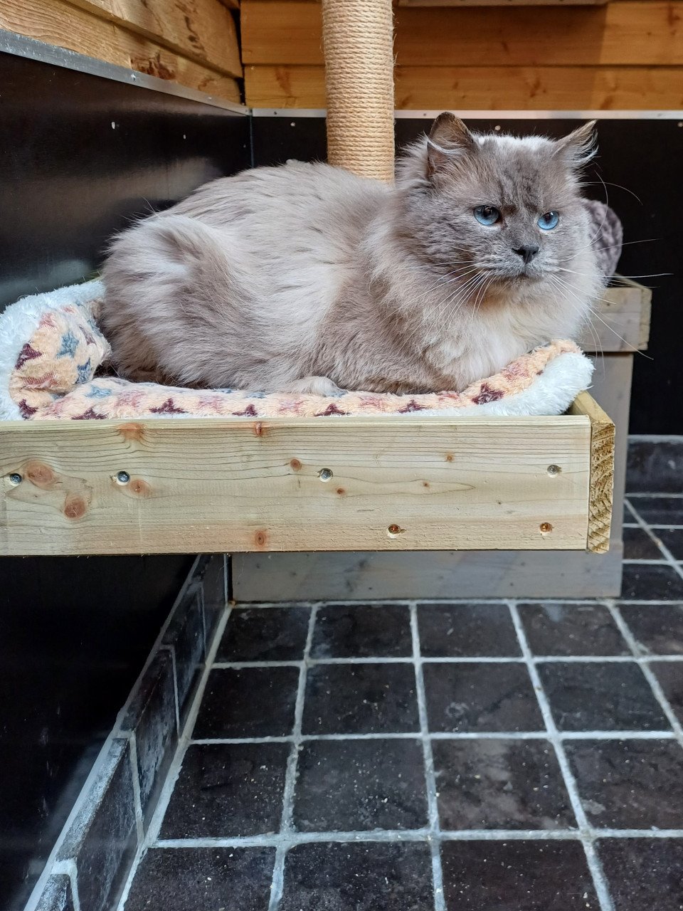 Mooie lieve Ragdoll Blue Point kater met stamboom