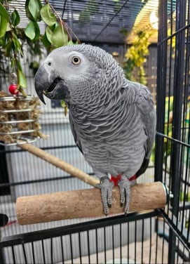 Grijze roodstaartpapegaai Grijze papegaaien voor adoptie en herplaatsing