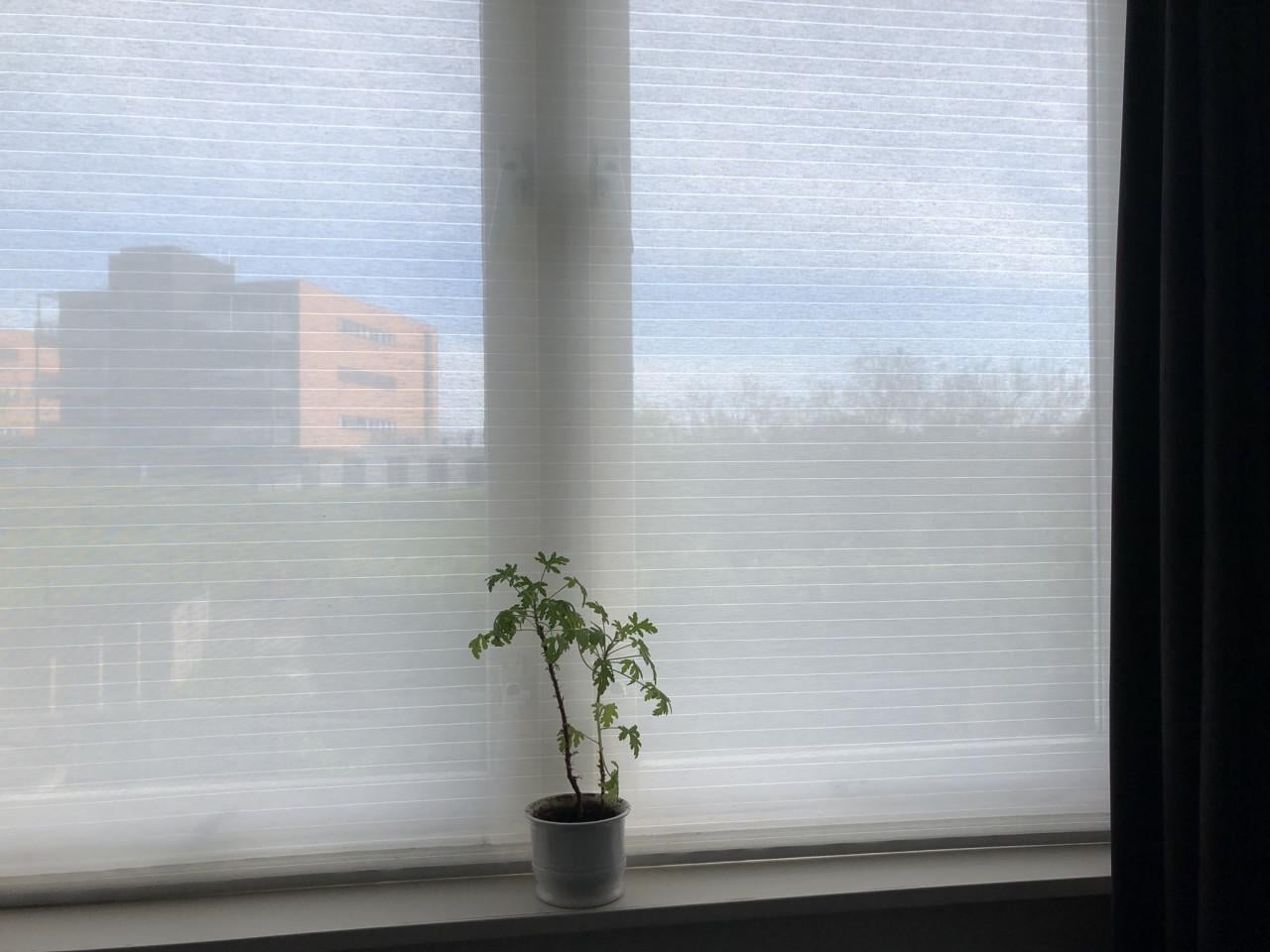 Te koop goed rolgordijn.