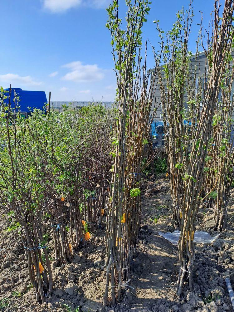 Fruitbomen, laagstam appel- en perenbomen