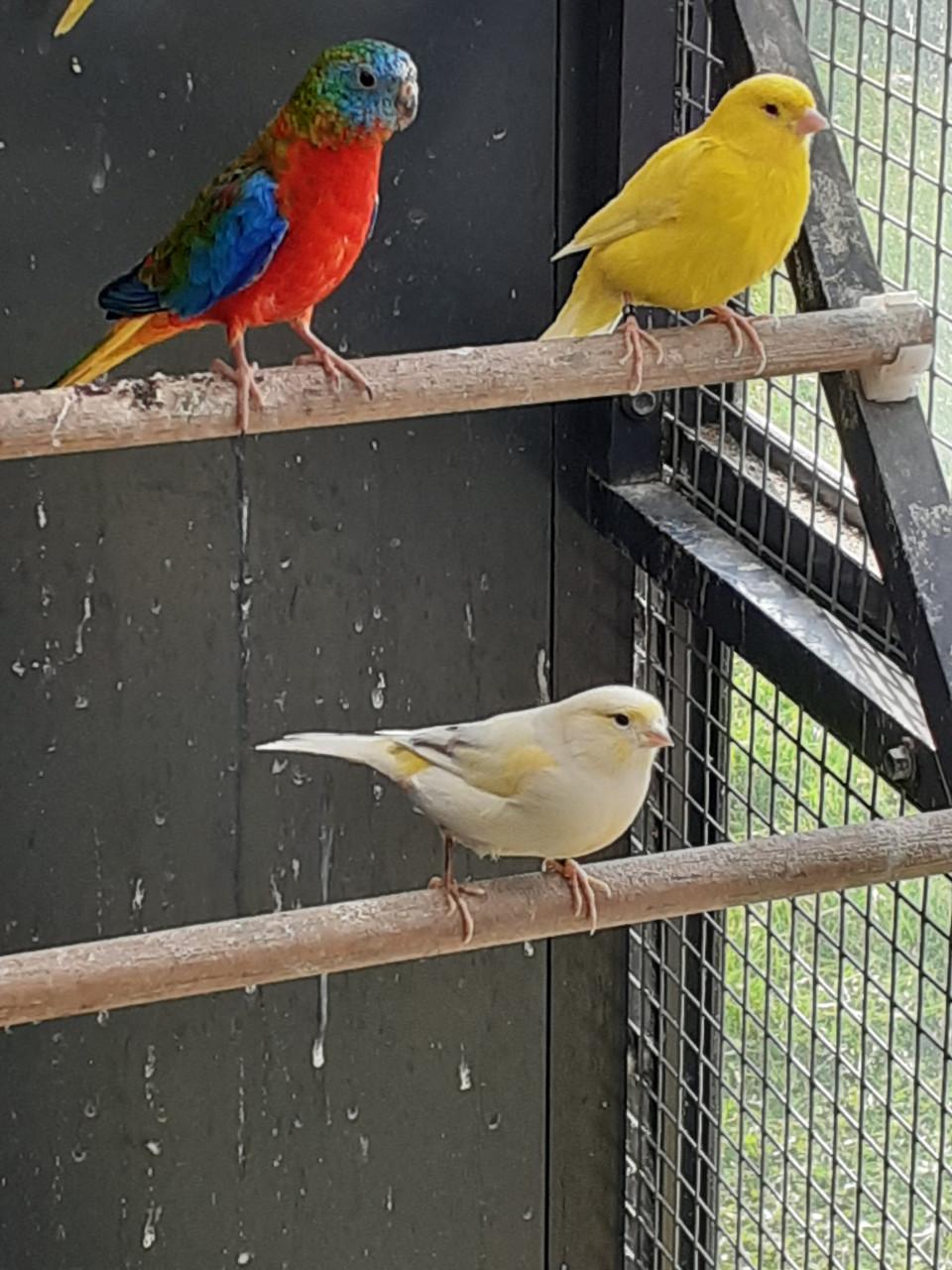 Kanaries  ook poppen.