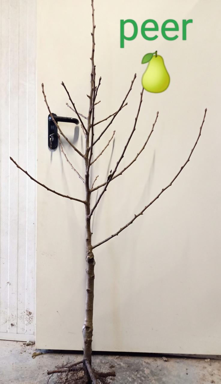 Fruitbomen en kleinfruitstruiken te koop