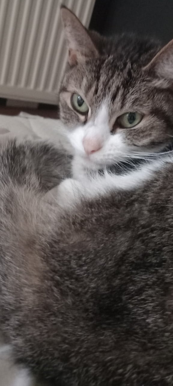 Katten