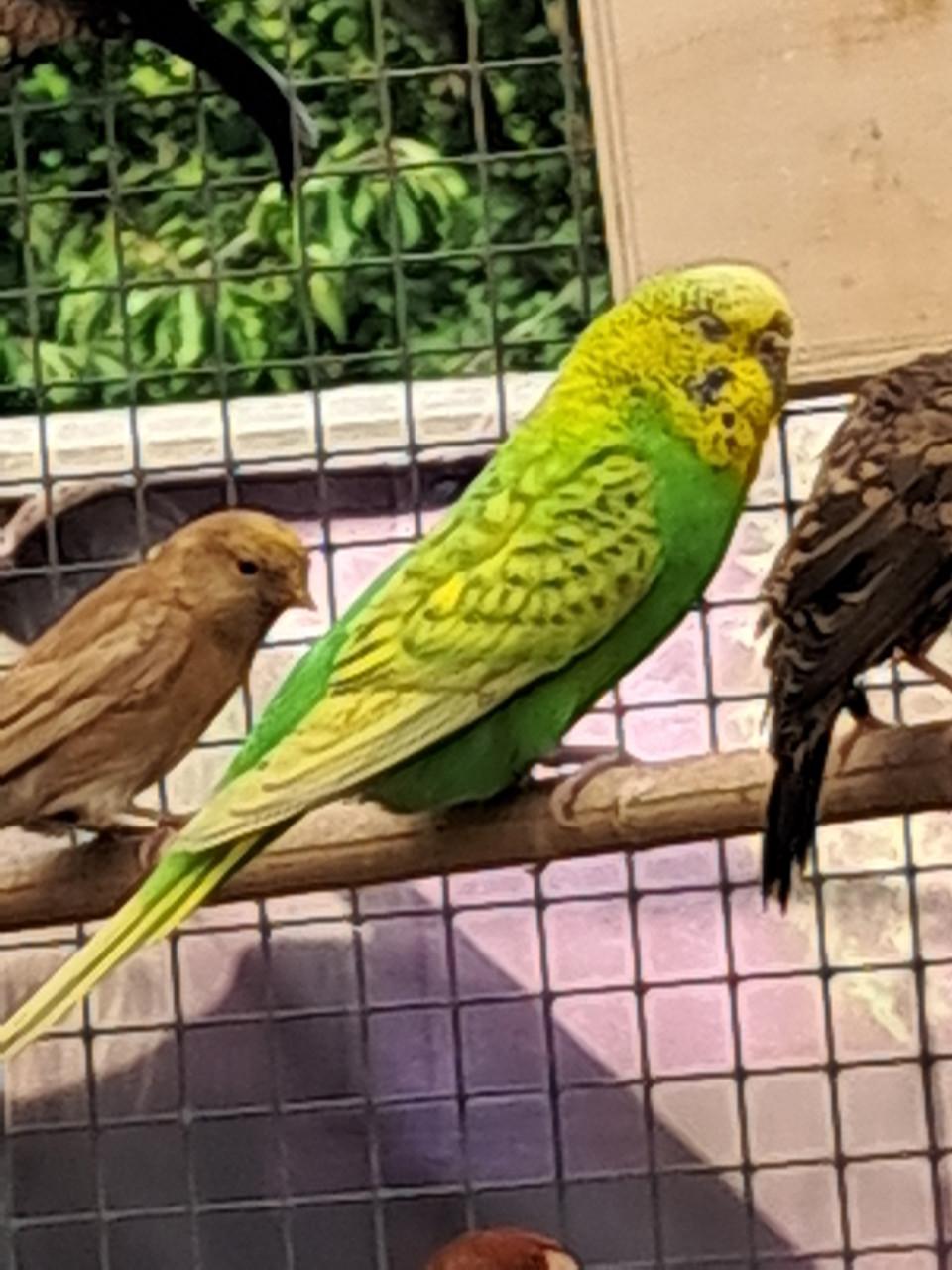 Koppel grasparkieten en 4 jongen.