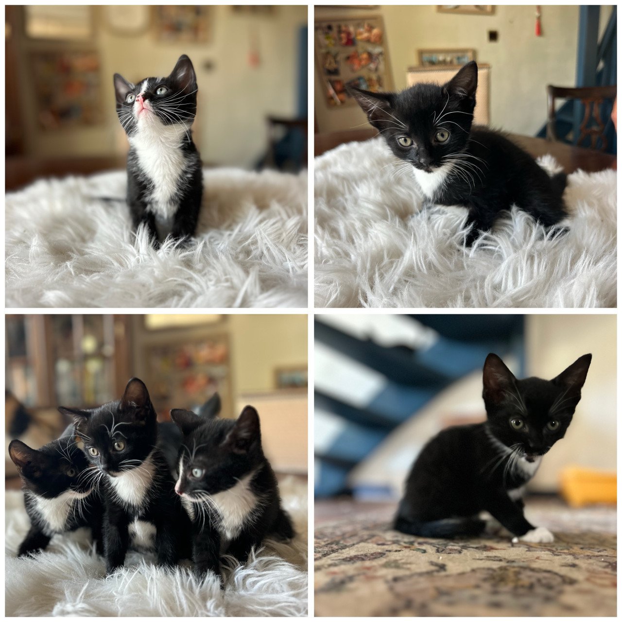 Kittens