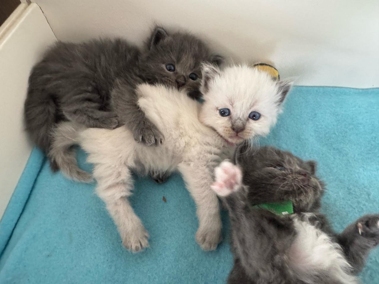 Ragdoll x Nebelung kittens katertjes en poesjes beschikbaar