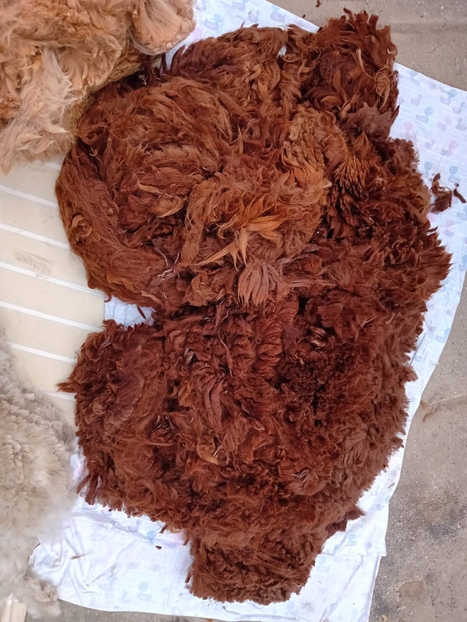 Alpaca vacht