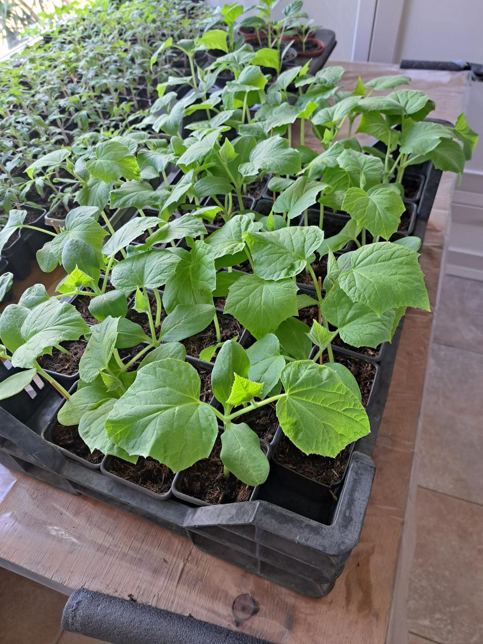 TOMATEN. PAPRIKA'S EN PEPER PLANTEN