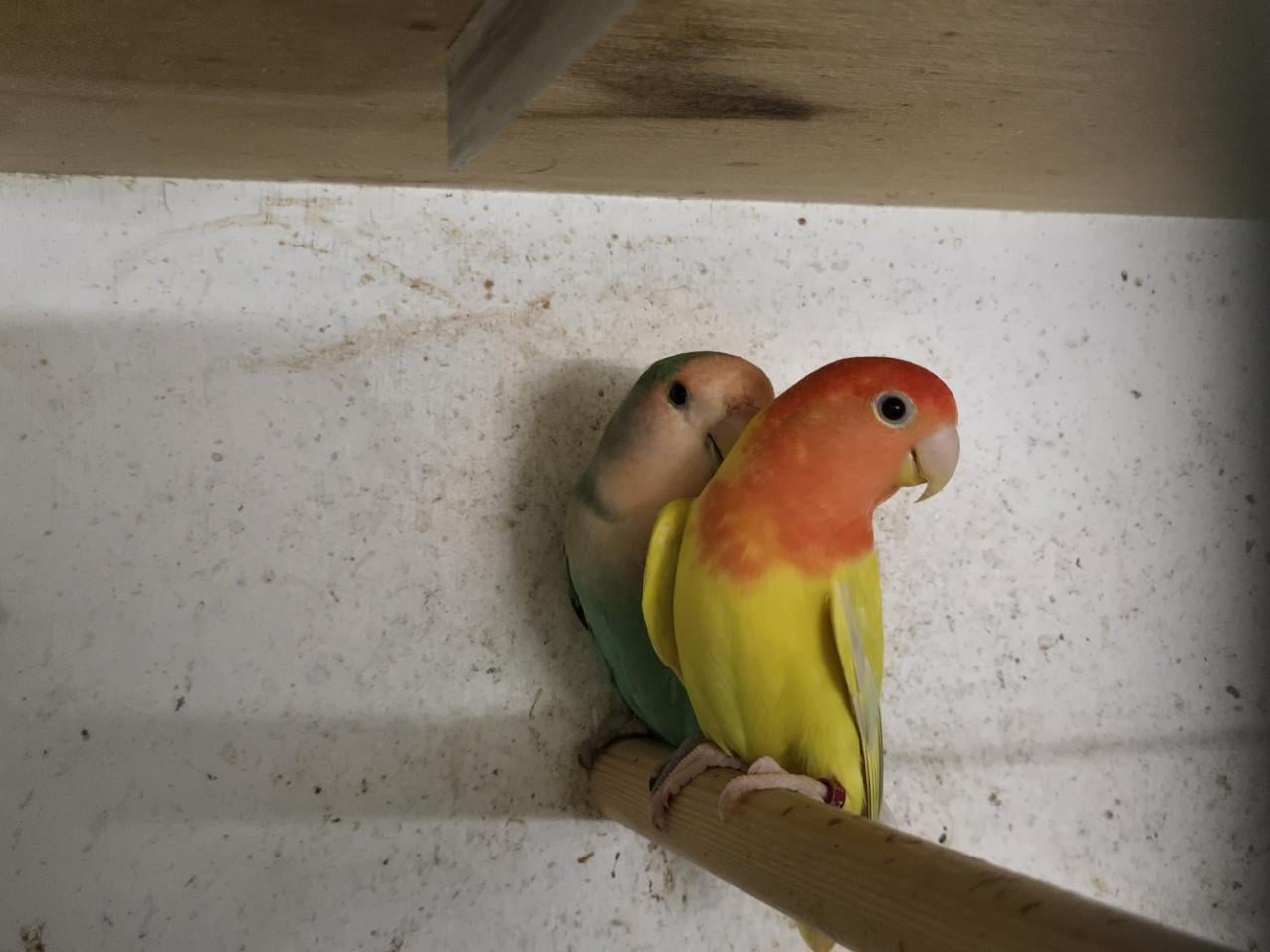 Te Koop: Agapornis Roseicollis