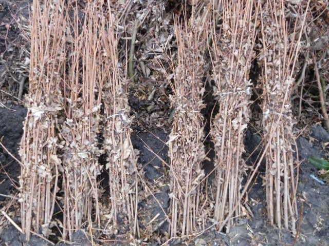 Natuurlijke beplanting/inheemse struiken