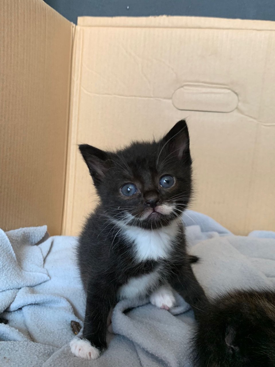 Kittens