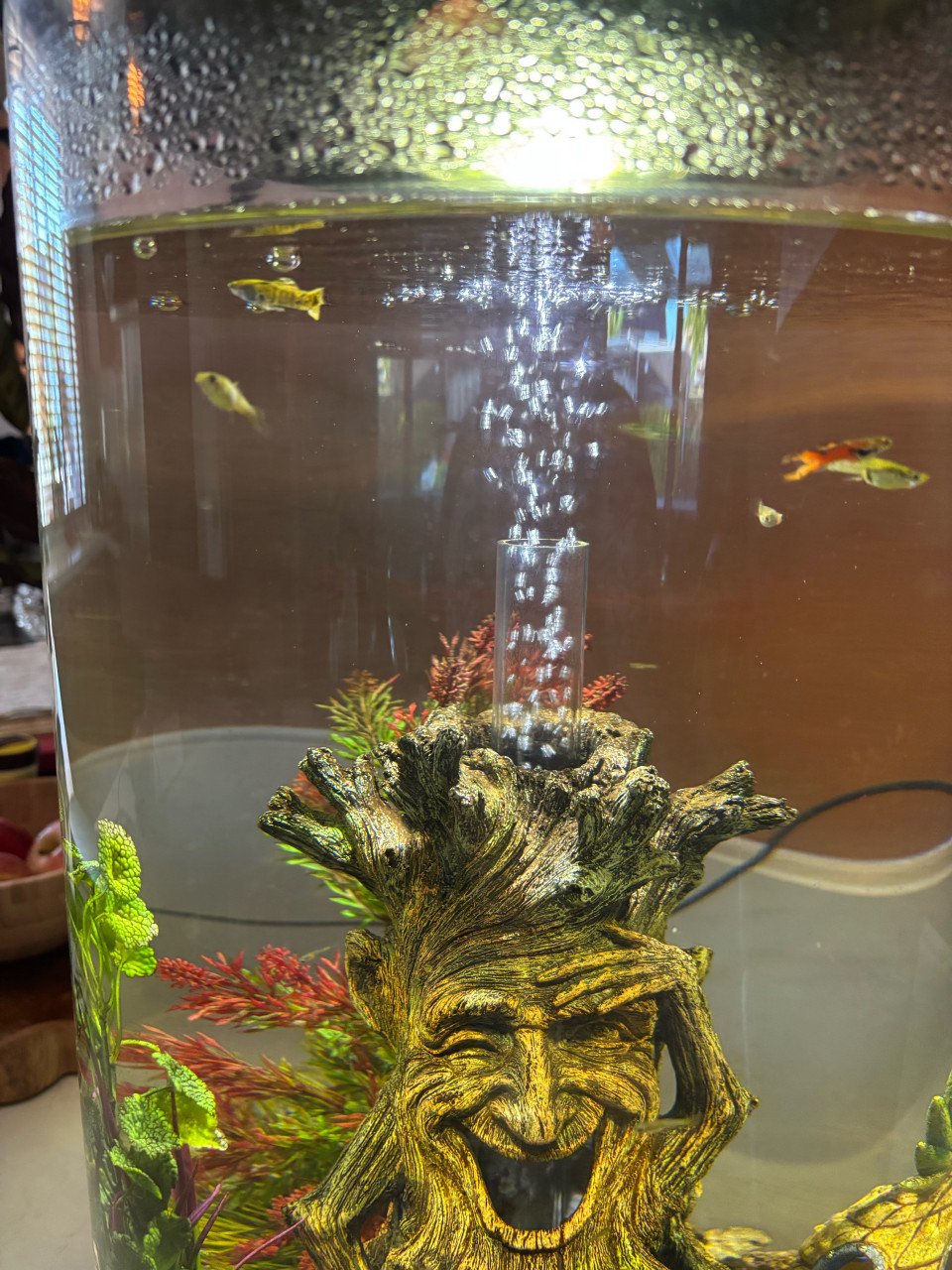 BiOrb Tube 30 MCR zwart Aquarium