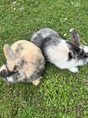 2 mannetjes te koop plus paspoort